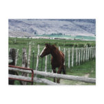 Horse postcards