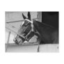 Horse Post Cards