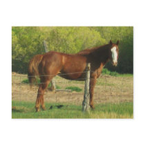 Horse Post Card