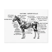 Horse Postcards