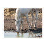 Horse postcards