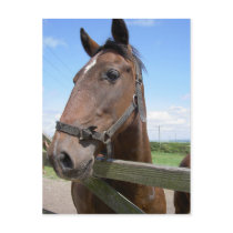 Horse Postcards