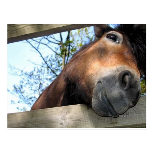 Horse Postcards