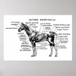 Horse posters