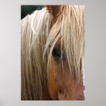 HORSE posters