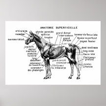 Horse Print