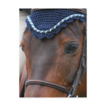 Horse Profile Postcard