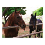 Horse Raspberries! Post Card