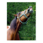 Horse Raspberry (Attitude Horse style) Post Cards