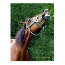 Horse Raspberry (Attitude Horse style) Post Cards