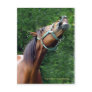 Horse Raspberry (Attitude Horse style) Postcards