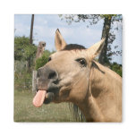 horse razzberry magnet