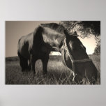 Horse Resting At Dawn Poster