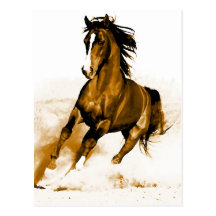 Horse Running Post Card
