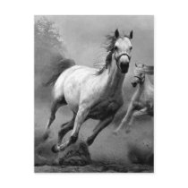Horse Running Postcards