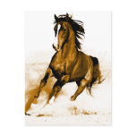 Horse Running Post Card