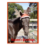Horse Season's Greetings Post Cards