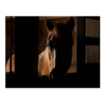 Horse Silhouetted in Barn Stall Postcards