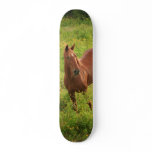 Horse skateboards