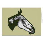 Horse Skeleton cards