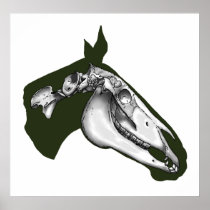 Horse Skeleton Poster