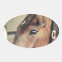 Horse Stickers
