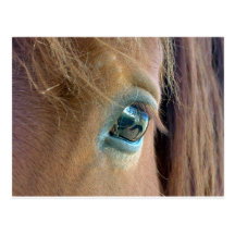 Horse Vision Postcard