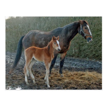 Horse with foal postcard