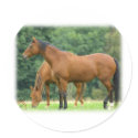 Horses 9A81D-10 stickers