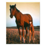 Horses, a Mare and Colt Photo Print
