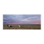 Horses After the Storm Photo