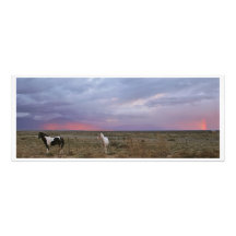 Horses After the Storm Photo