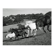 Horses At Play Post Cards