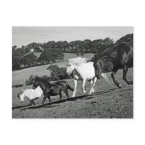 Horses At Play Post Card