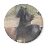Horses Biting and Rearing magnets