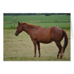Horses Greeting Card