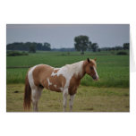 Horses Greeting Card