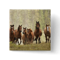 Horses cresting small hill during roundup, 2 button