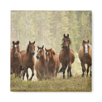 Horses cresting small hill during roundup, 2 refrigerator magnets