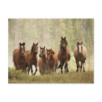 Horses cresting small hill during roundup, 2 postcards