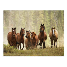 Horses cresting small hill during roundup, 2 postcards