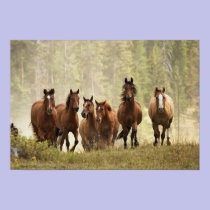 Horses cresting small hill during roundup, 2 posters