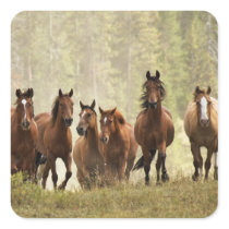 Horses cresting small hill during roundup, 2 square sticker