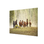 Horses cresting small hill during roundup, gallery wrap canvas