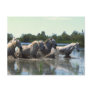 Horses Crossing Water Post Card