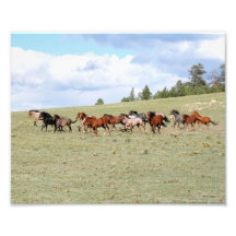 Horses Enjoying the Wide Open West Art Photo