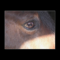 Horse's Eye View [postcard]