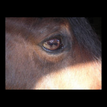 Horse's Eye View [poster] posters