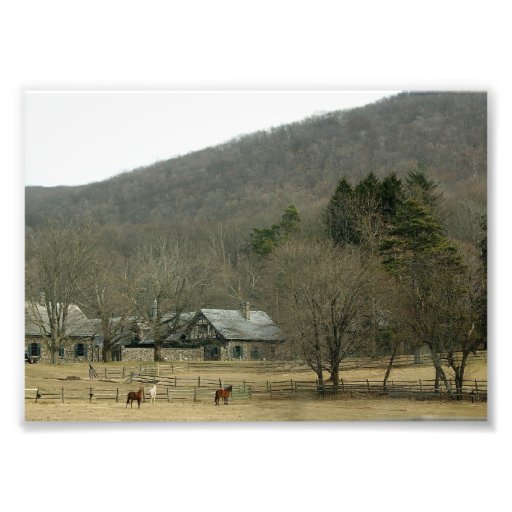 Horses Graze 7x5 Photographic Print