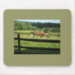 Horses Graze In Morn Mouse Pad mousepads